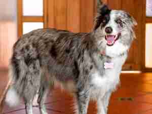 Adaptación del perro con los cambios en casa