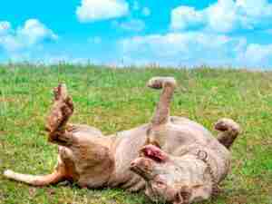 Día de sol para tu mascota