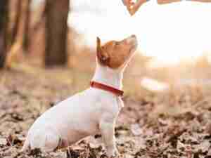 Plan ¡Perro bien Portado!