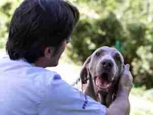 Consulta etológica o de comportamiento canino