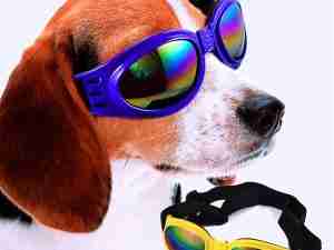 Gafas Tornasol para Perros