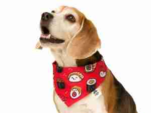 Pañoleta Diseños varios para Perros